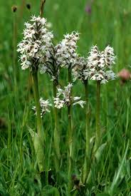 Image result for Solenangis conica