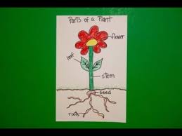 How to draw and label a plant. Let S Draw The Parts Of A Plant Youtube