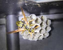 Wasp Exterminator | Viking Pest Control | Nj, Pa, Md, De