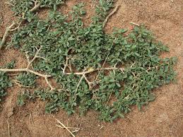 Image result for Zaleya