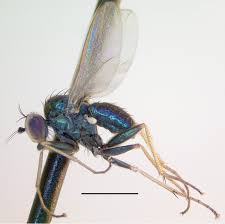 Image result for Dolichos junodii