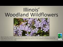Maybe you would like to learn more about one of these? Illinois Woodland Wildflowers Cc Available Youtube
