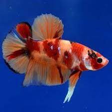 Koi betta complete care guide. What Is A Koi Betta Koi Bettas