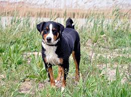 Die vorfahren des berner sennenhundes gelangten sehr wahrscheinlich schon vor rund 2000 jahren mit der invasion der römer in die schweiz. Appenzeller Sennenhund Im Rasseportrait Zooroyal Magazin