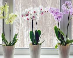 Image result for orchid cuttings