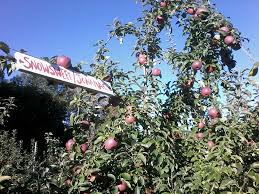 A cross between 'sharon' and 'connell red', snowsweet® has a deliciously sweet, slightly tart taste. Snowsweet Empire And Fuji Are Burtt S Apple Orchard Facebook