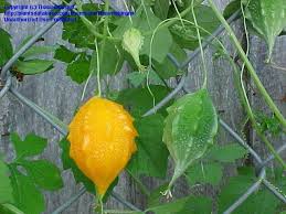 Image result for Momordica balsamina