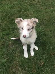 Puppyfind® provides a convenient and efficient means of selecting and purchasing the. Red Merle Border Collie Puppy Photograph By Cavan Images