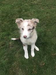 Maybe you would like to learn more about one of these? Red Merle Border Collie Puppy Photograph By Cavan Images