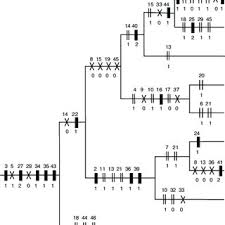 Image result for Psophocarpus lancifolius