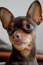 Photos Le Ratier De Prague Prend De La Hauteur Ratier De Prague Animaux Les Plus Mignons Chiots Les Plus Mignons
