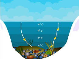 Describe The Anomalous Expansion Of Water. How Is It Helpful In Our Lives?  - Physics | Shaalaa.Com