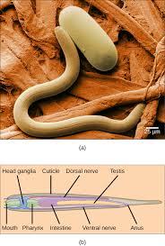 Nematodes translucent small clear worm. Superphylum Ecdysozoa Nematodes And Tardigrades Openstax Biology 2e