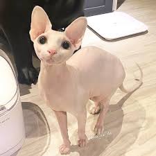 Sphynx cats, animals, hug, scary things, hairless cats, 640 640 pixels, star, movie, 600 600 pixels. Pet Me Pretty Please Music Indieartist Chicago Cute Hairless Cat Cute Baby Animals Cute Animals