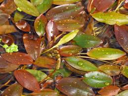 Image result for Potamogeton