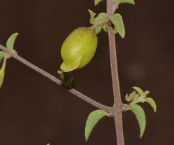 Image result for Tinnea eriocalyx