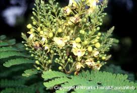 Image result for Caesalpinia sappan