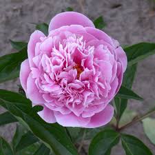 'margaret truman' is a pretty pink peony which blooms from spring until summer. Carsten Burkhardt S Web Project Paeonia The Peony Database New Entries 1 Pictures Peony Links Index 0602 Peony Rechts Name 4050 4099 4050 Madame Edouard Doriat 4051 Madame De Vatry 4052 Madame Claude Tain 4053 Jean Claude
