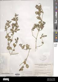 Image result for Alternanthera pungens