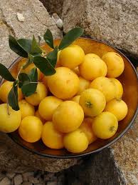 Image result for Dovyalis sp. A