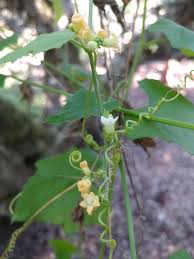 Image result for Zehneria scabra