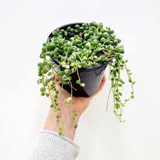 We did not find results for: Variegated String Of Pearls