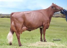 Highlights Show Cattle Show Cows Cow Calf