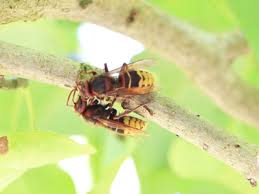 Wer im garten altholz oder morsche äste hat, kann sogar interessante naturbeobachtungen anstellen, wenn hornissen hier das schon etwas verrottete holz zerbeissen. Hornissen Vertreiben Sanfte Und Sichere Methoden Gartenlexikon De