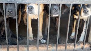 Bulldogs currently in our care. Breeding The Law A Quick And Dirty Breakdown Of Senate Bill 331 Toledo City Paper