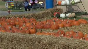 Maybe you would like to learn more about one of these? Shelby Hays Top 5 Pumpkin Patches In Oklahoma
