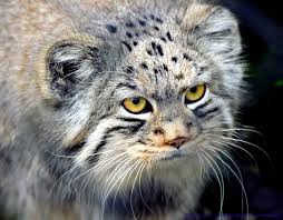 ‪The Creature Feature: 10 Fun Facts About the Pallas' Cat | WIRED‬‏