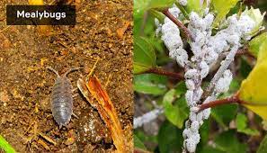Table of contents bugs in indoor plant soil types of bugs 00:35 symptoms 00:56 prevention 01:10 treatment: How To Get Rid Of Bugs In Houseplants Soil