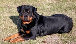 Tails and dew claws done and will have first shots and worming. Rottweiler Puppies For Sale Minnesota