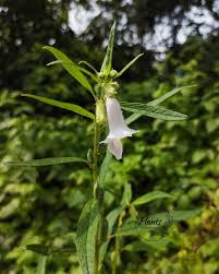 Image result for Pedaliaceae
