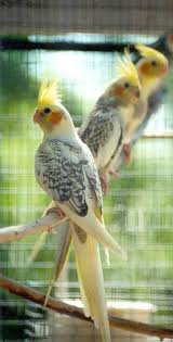 Pretty Tiels Www Busybird Com Www Parkieten Online Nl Cockatiel Pretty Birds Parrot