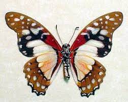 Pin En Fauna And Flora