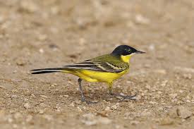 As its name implies, it wags its tail from time to time. Eastern Black Headed Yellow Wagtail Jubail Focusing On Wildlife