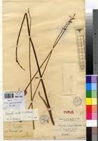 Image result for Dipcadi platyphyllum