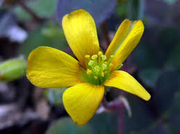 Image result for Oxalis corniculata