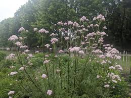 Image result for Valeriana capensis