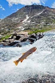 Cutthroat Trout Photos Trout Photos Trout Fishing Tips Cutthroat Trout Trout Fishing