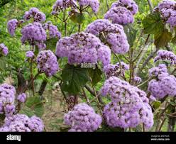 Image result for Bartlettina