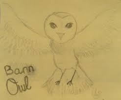 The nest box was attached to a tall, straight pine with two ¼ diameter, 4 long galvanized lag screws driven into the back piece, with a washer between screws and board. Owl Pictures Kids Art Gallery The Barn Owl Trust