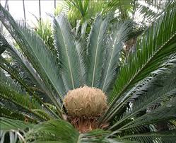 Image result for Dissotis swynnertonii