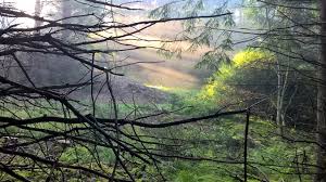 Free Images : forrest, sun, beam, atmosphere, plant community, ecoregion,  water, natural landscape, natural environment, wood, twig, trunk, sunlight,  grass, atmospheric phenomenon, People in nature, deciduous, fog, Tints and  shades, sky, sunrise,