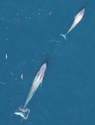 We did not find results for: California Blue Whales Rebound From Whaling First Of Their Kin To Do So Uw News