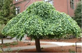 This incredibly convenient umbrella fits in. Cherry Blossom Umbrella Tree