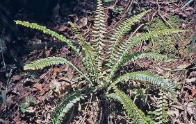 Image result for Asplenium erectum
