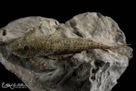 Image result for Isoglossa punctata