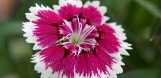 Image result for Dianthus